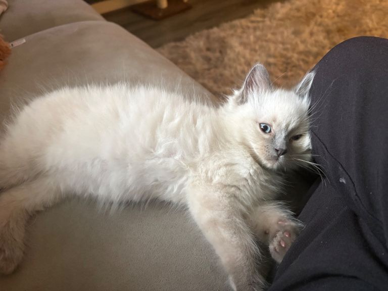 Ragdoll kitten male 12 weeks old needs his loving home 
