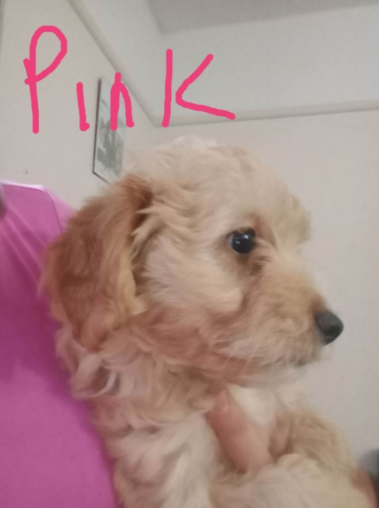 COCKAPOO x Jack Russell Girl READY READY NOW 9 weeks old today thanks 
