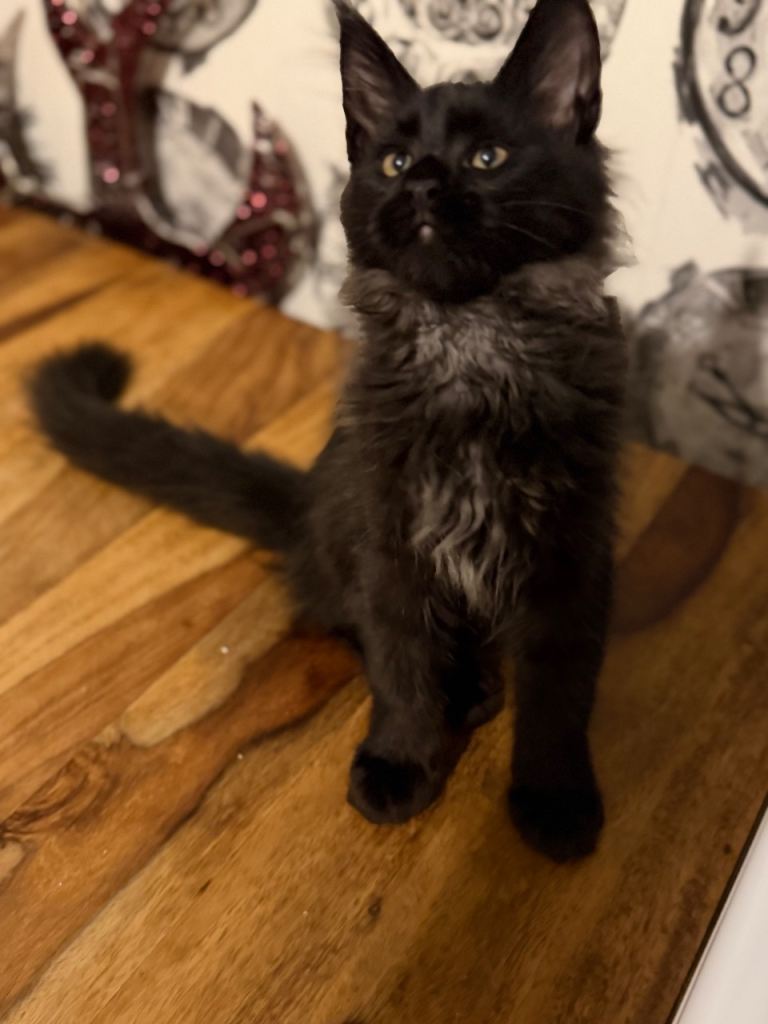 4 beautiful Maine coon kittens looking for their forever homes 