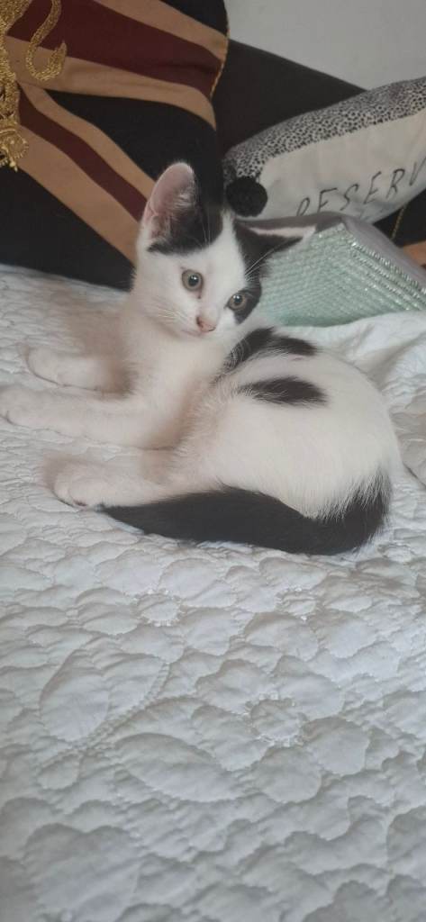 Cute black and white kittens.