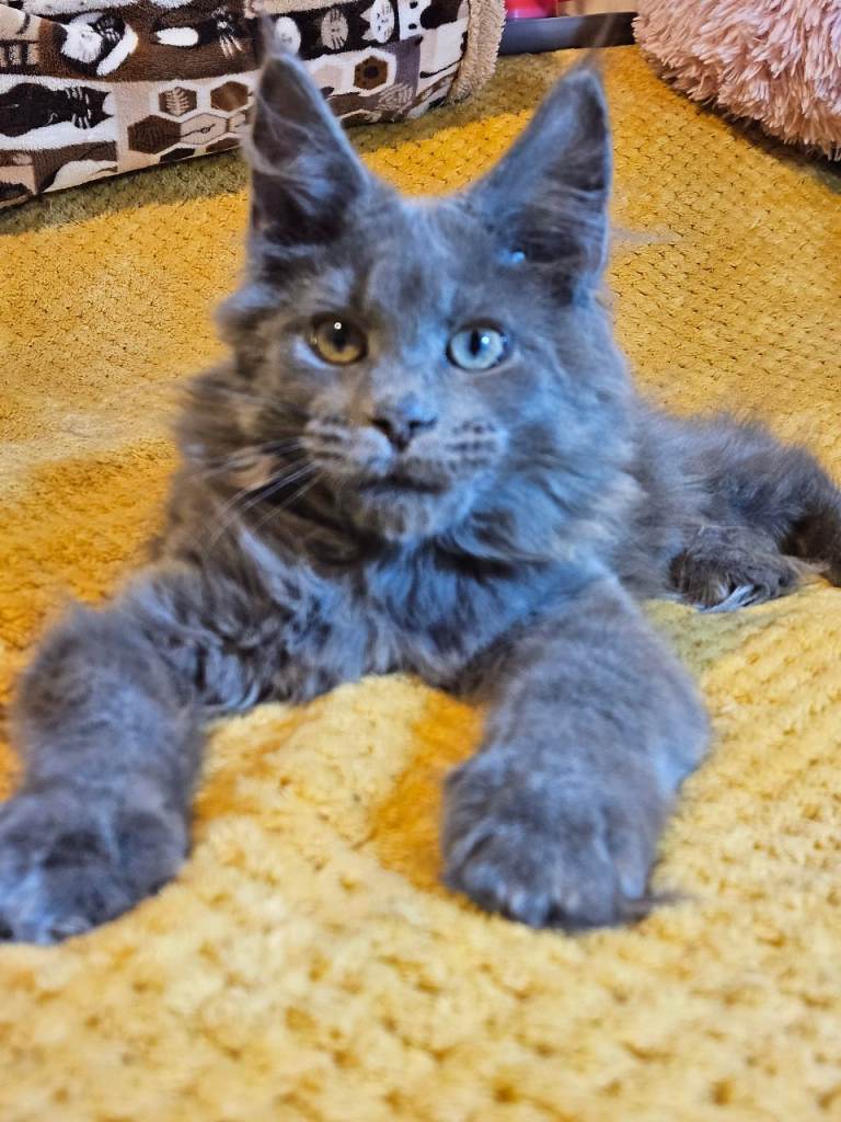 KING SIZE MAINE COON KITTENS REG.GCCF 
