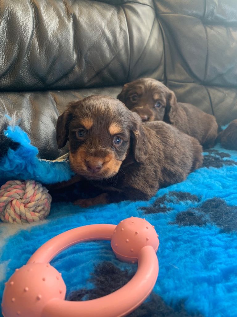 Cocker Spaniel Boy Puppies 