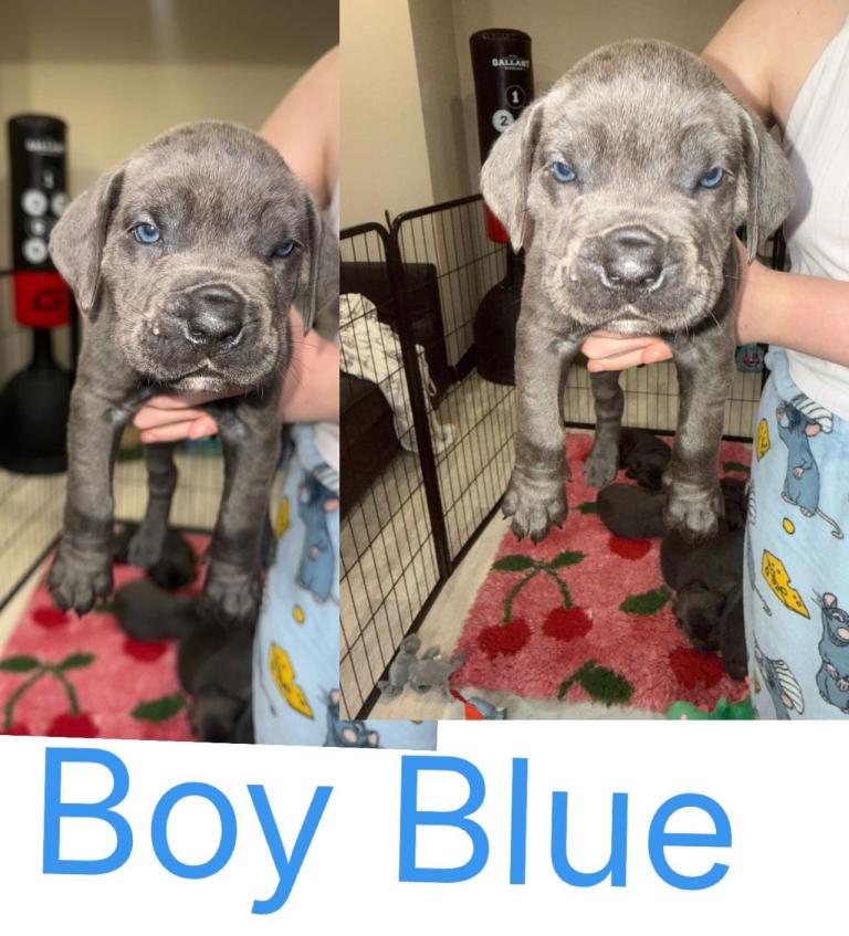 Cane Corso puppies 