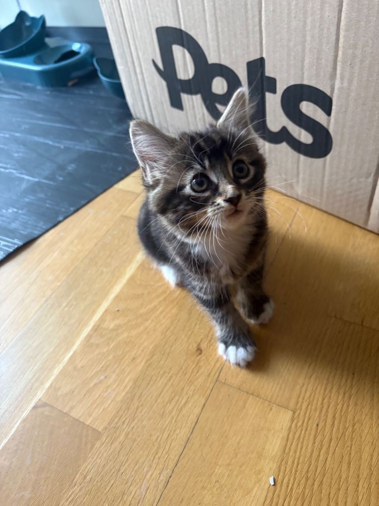 Kittens