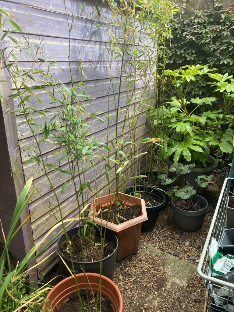 Garden plants for sale