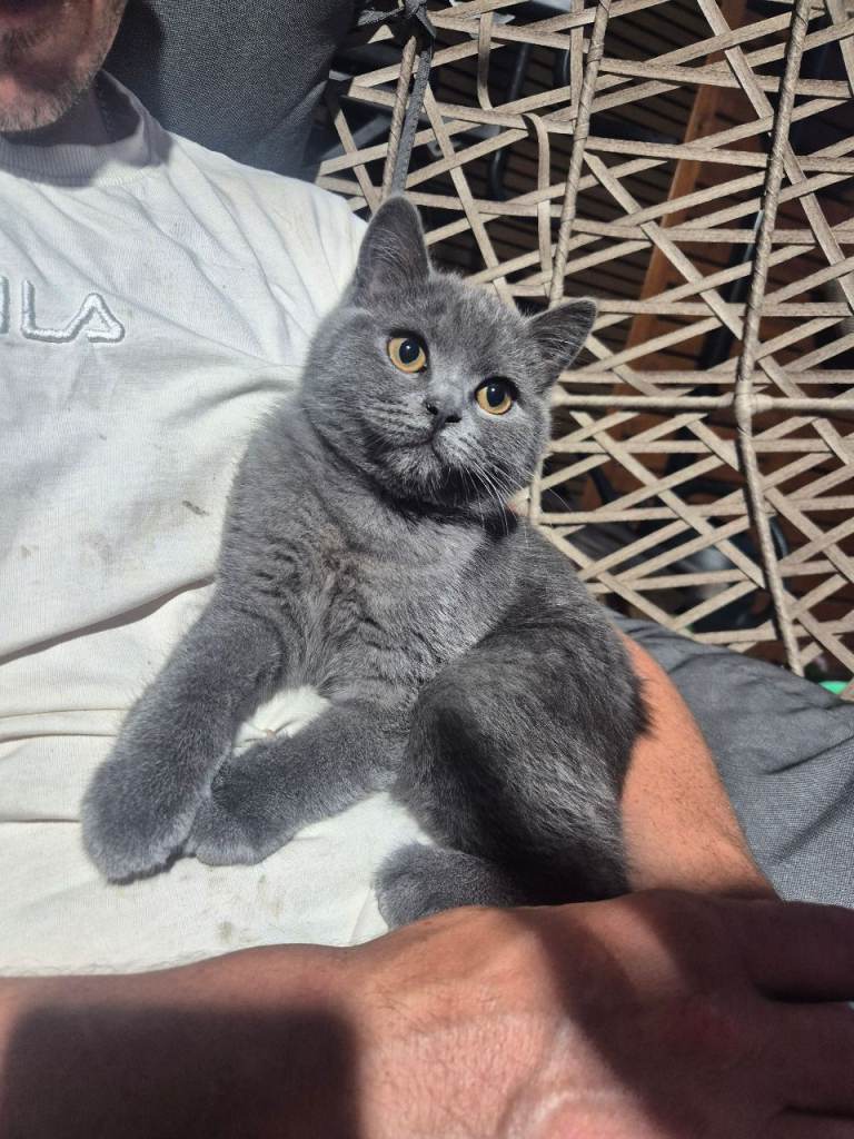 Female cat
