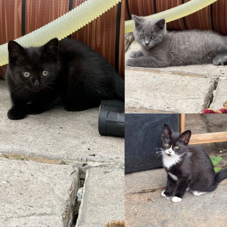 British short hair x kittens 
