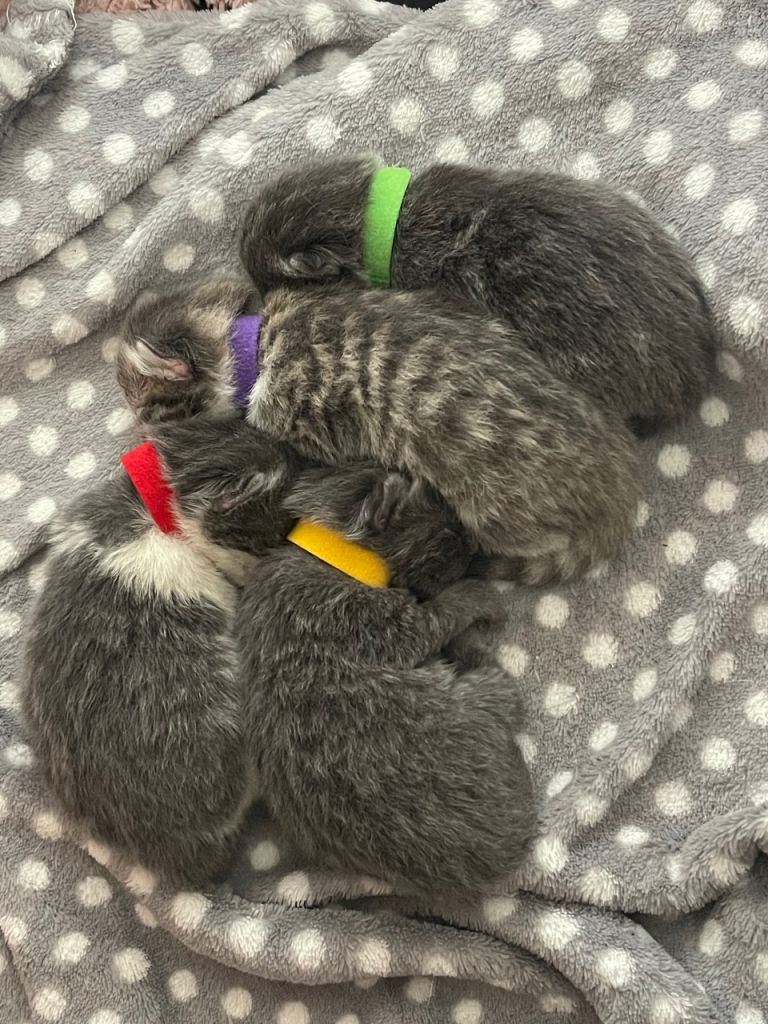 1 half ragdoll kitten