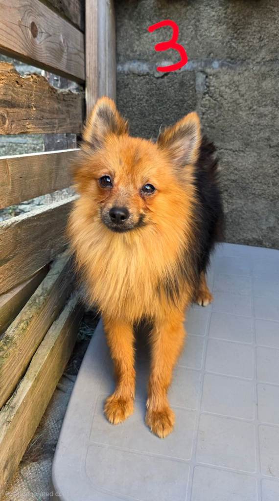 Adorable Pomeranian Crosses Seeking Forever Homes!