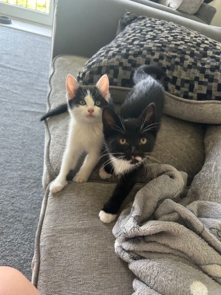 2 kittens available must go together 9 weeks
