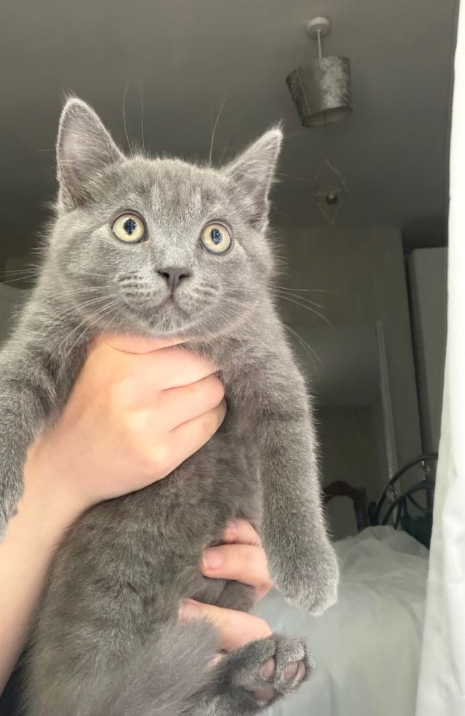 3 Beautiful kittens looking for Loving Homes