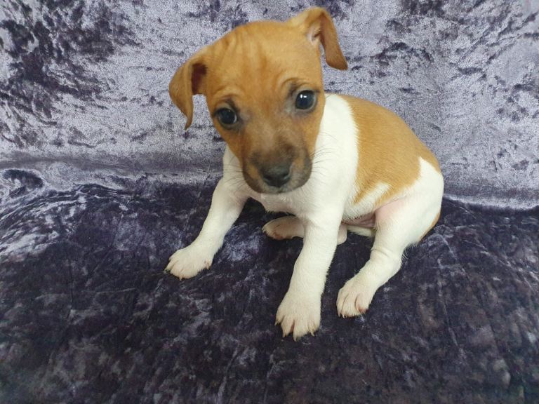 Pure Jack Russell puppies