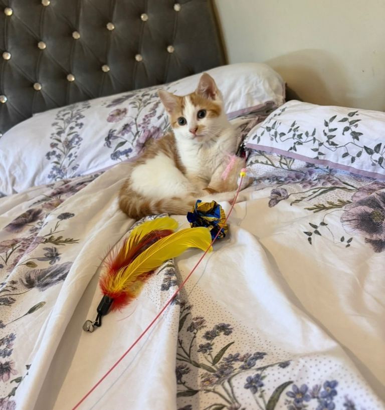 British shorthair x Persian Kitten 