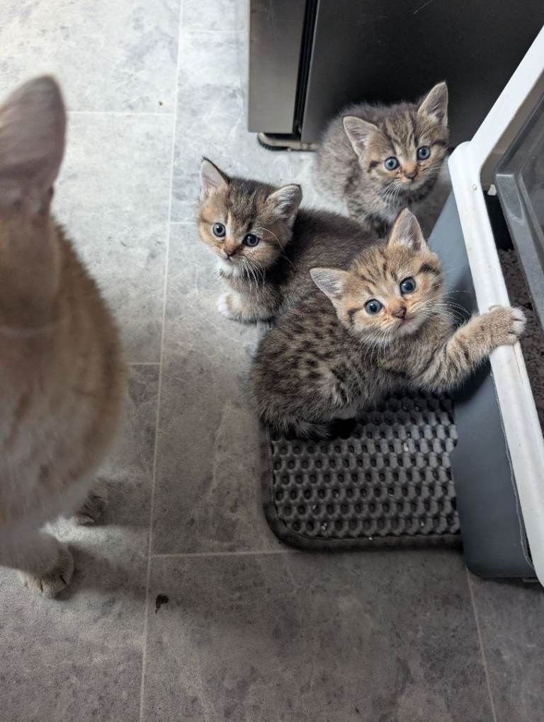 British kittens 