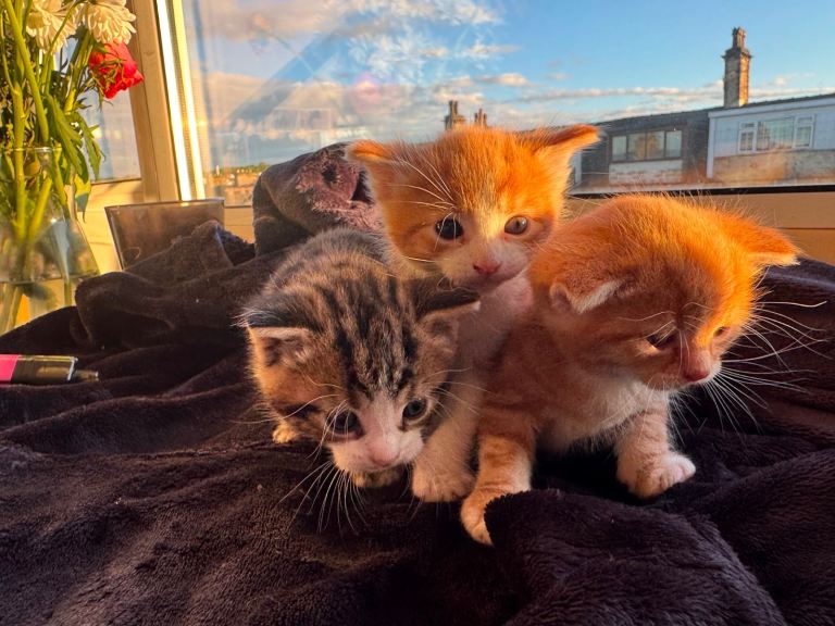 3 beautiful kittens looking for their forever homes