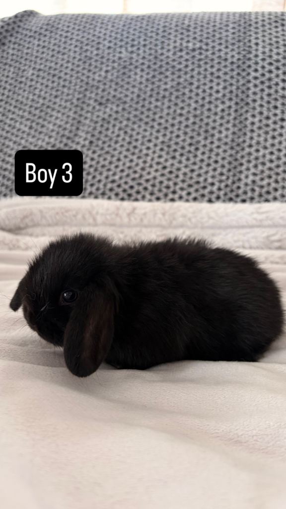 Minilop rabbits mixed litter 