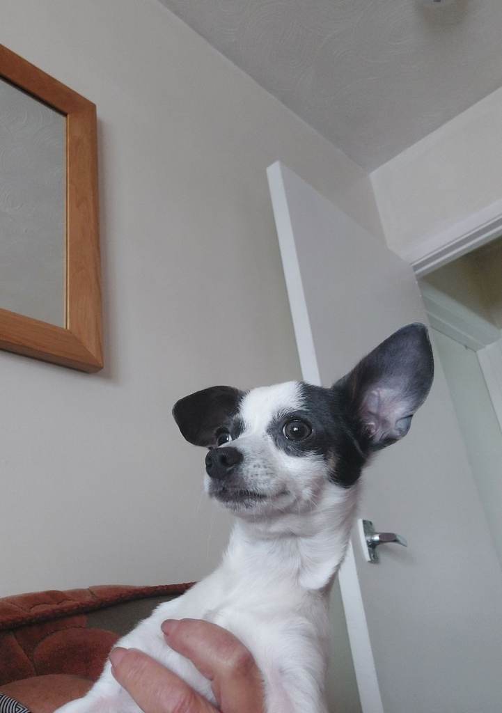 Chihuahua 
