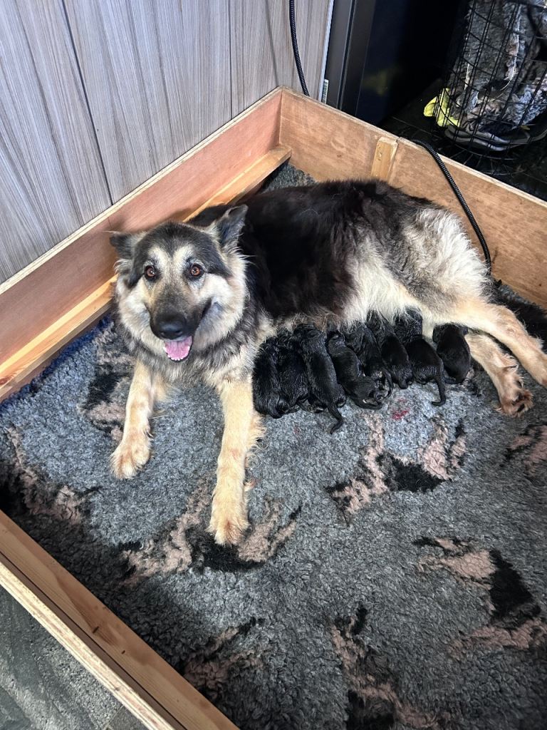 Kc registered German Shepards 