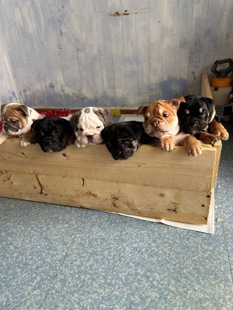English bulldog puppy’s 