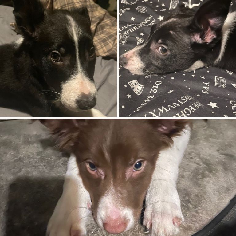 Border collie puppy 