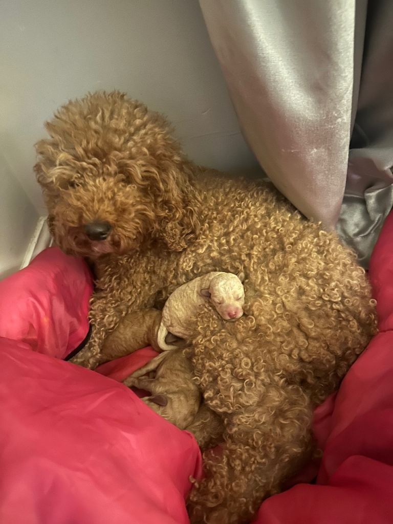 F2 Chunky little cockapoos (ready to leave 2 weeks)