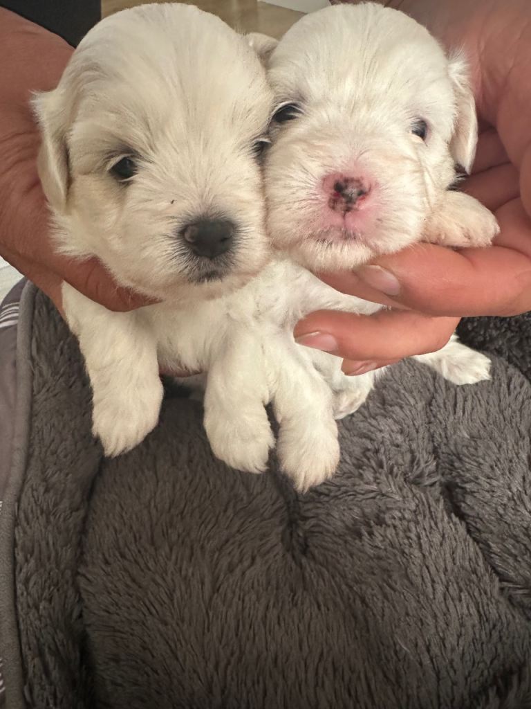 Maltese puppies 
