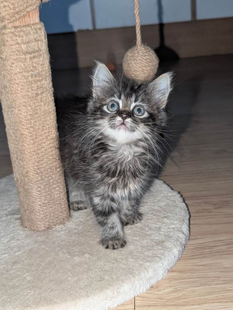 Stunning ragdoll cross kittens 