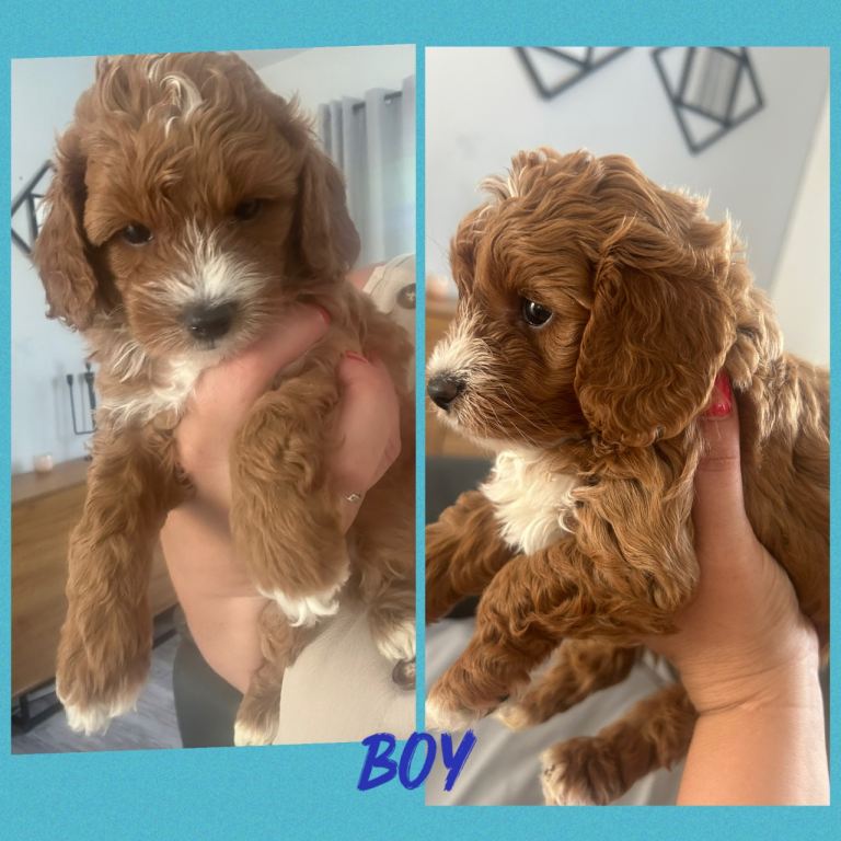 toy cavapoos!! 1 boy left!!
