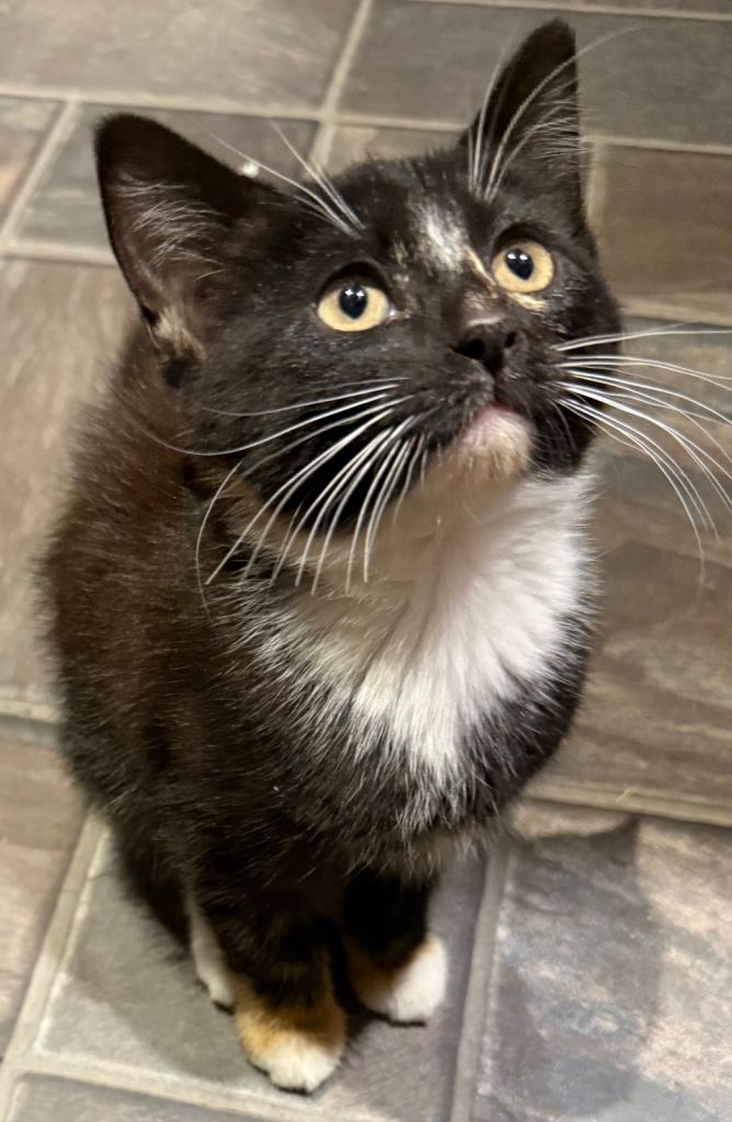 Stunning female kitten