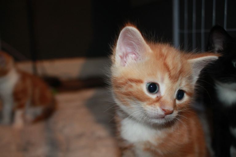 🐾 Beautiful Ginger Kitten – Looking for Loving Home 🐾