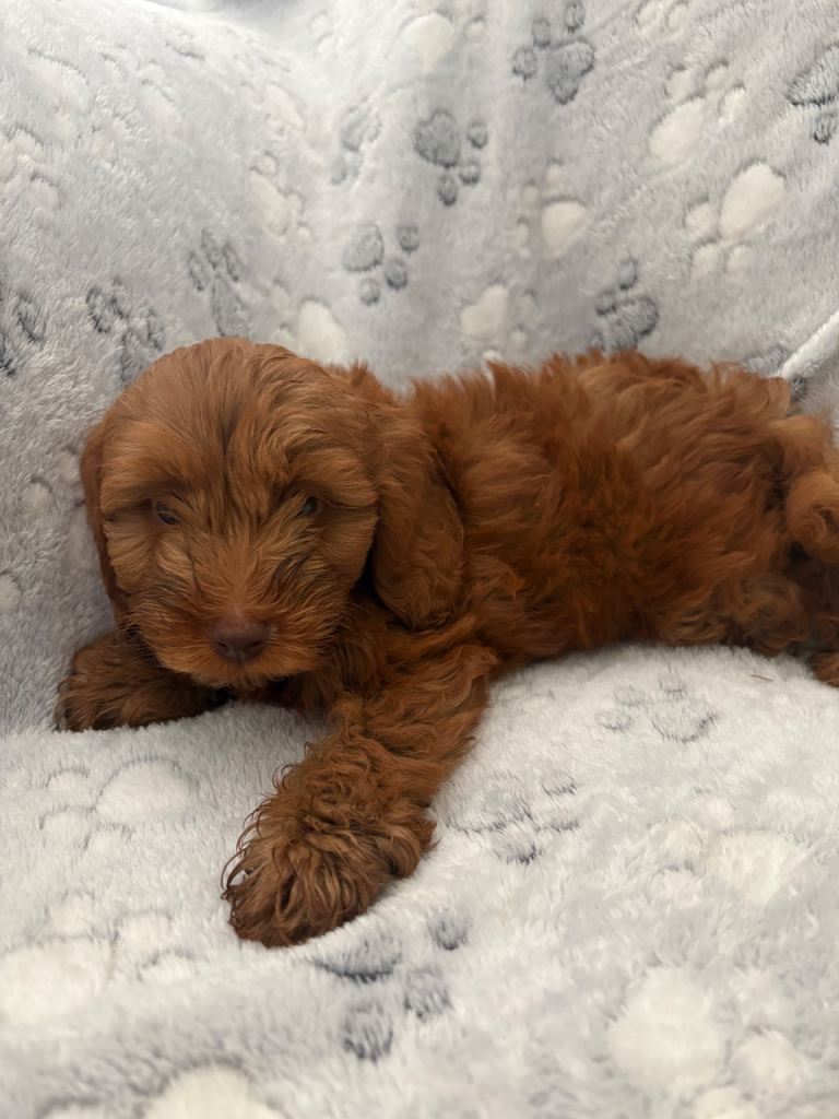F1b cockapoo