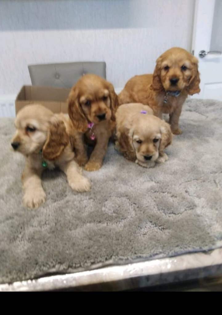 STUNNING HEALTH CHECKED SHOW TYPE COCKERS