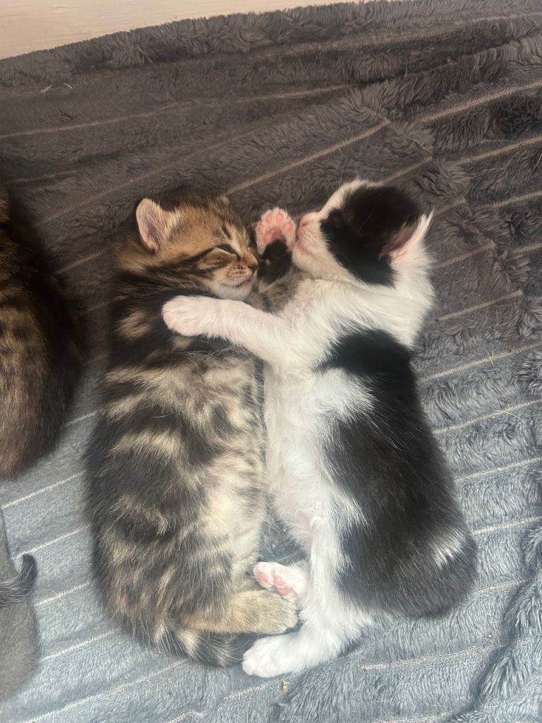 Adorable Siberian Mix Kittens – 2 Boys & 2 Girls – Ready to Leave on 5th September 🐱💕