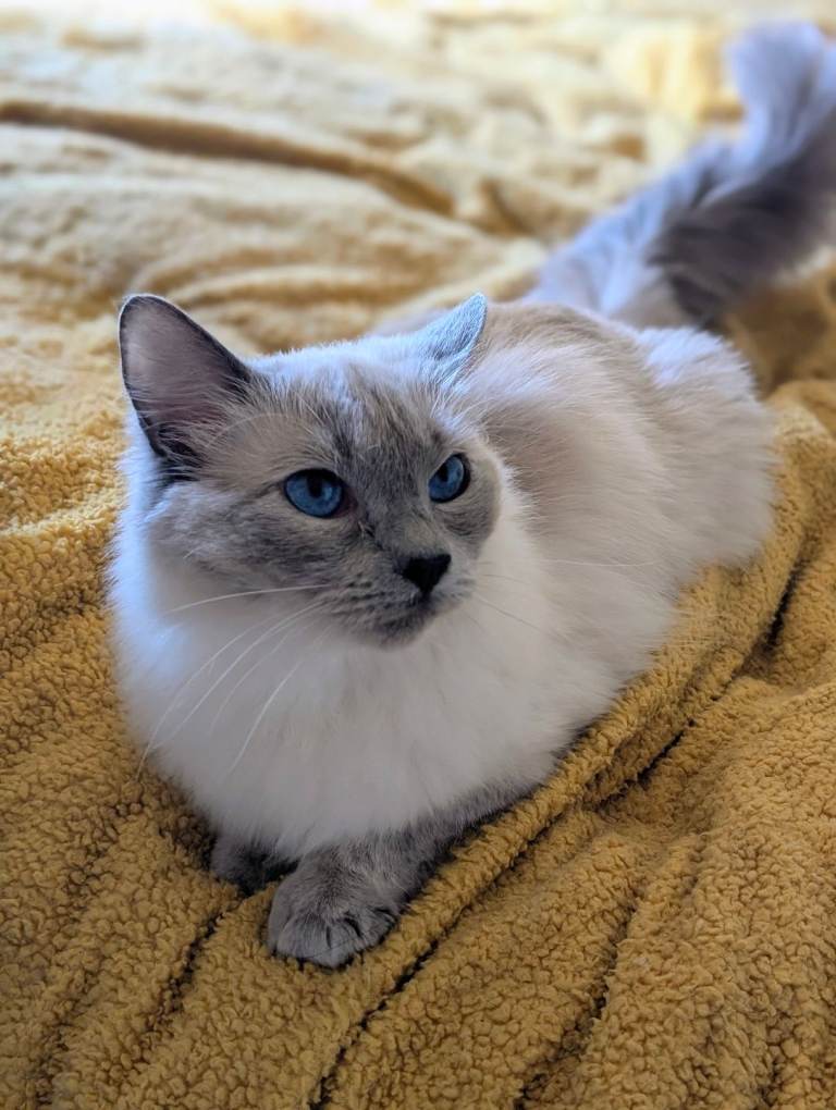 Beautiful Lilac Point Girl