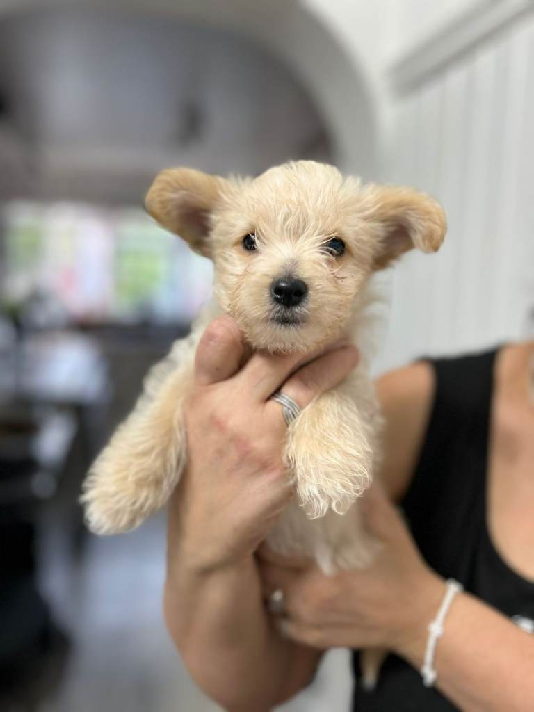 3 Yorkshire Terriers Female puppies 