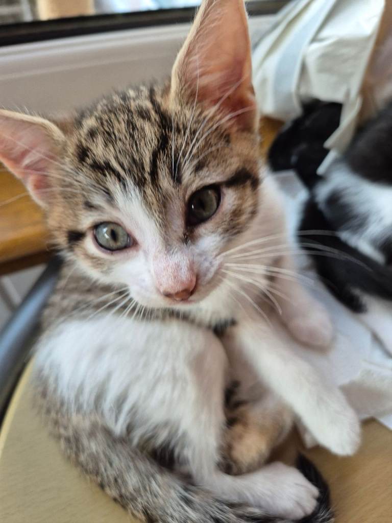 Kitten Boy Tabby & White 