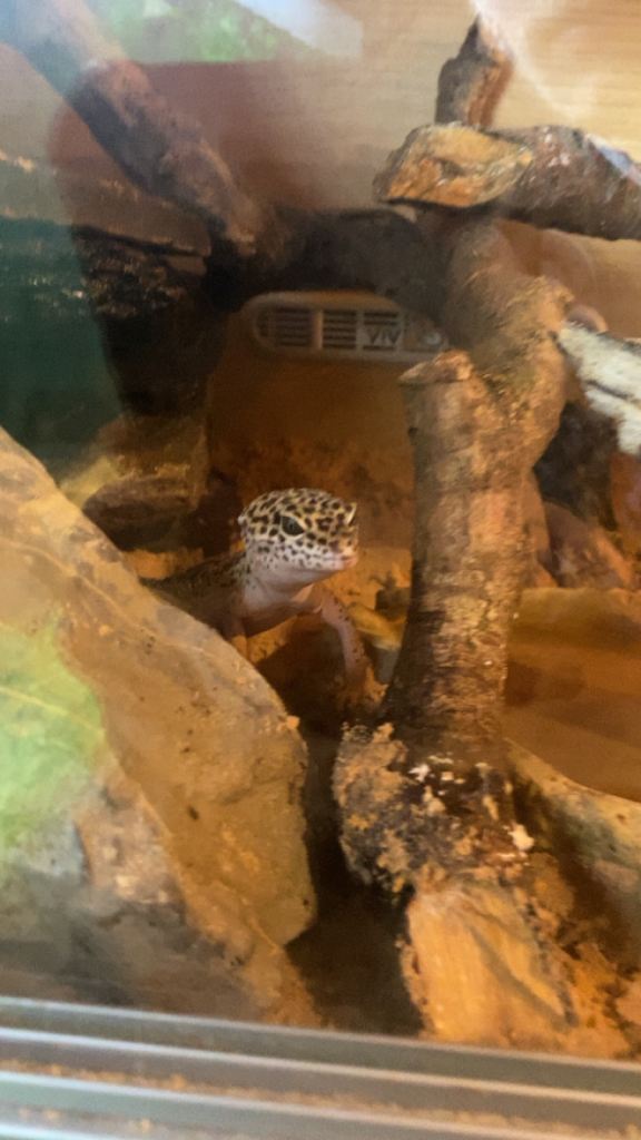 Trading my morph leopard geko for bearded dragon