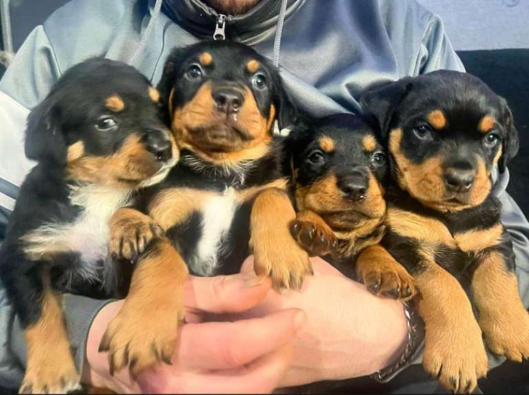 Rottweiler puppies