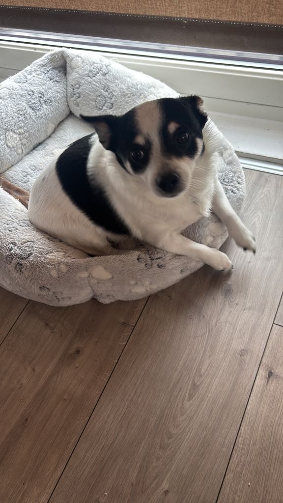Chihuahua male