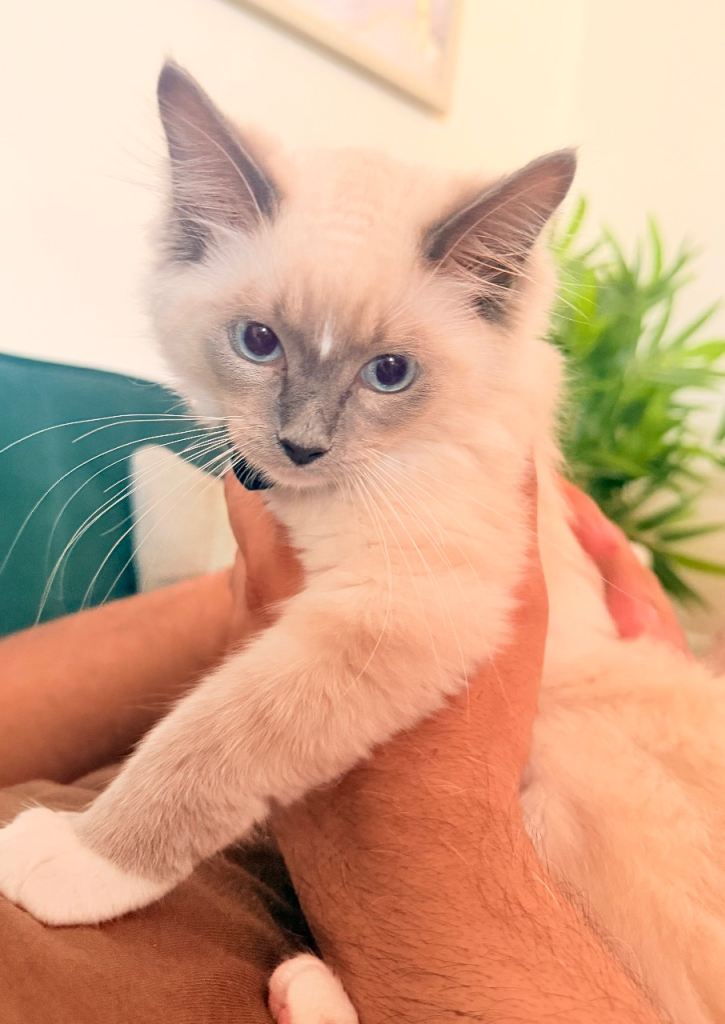 Beautiful ragdoll kitten