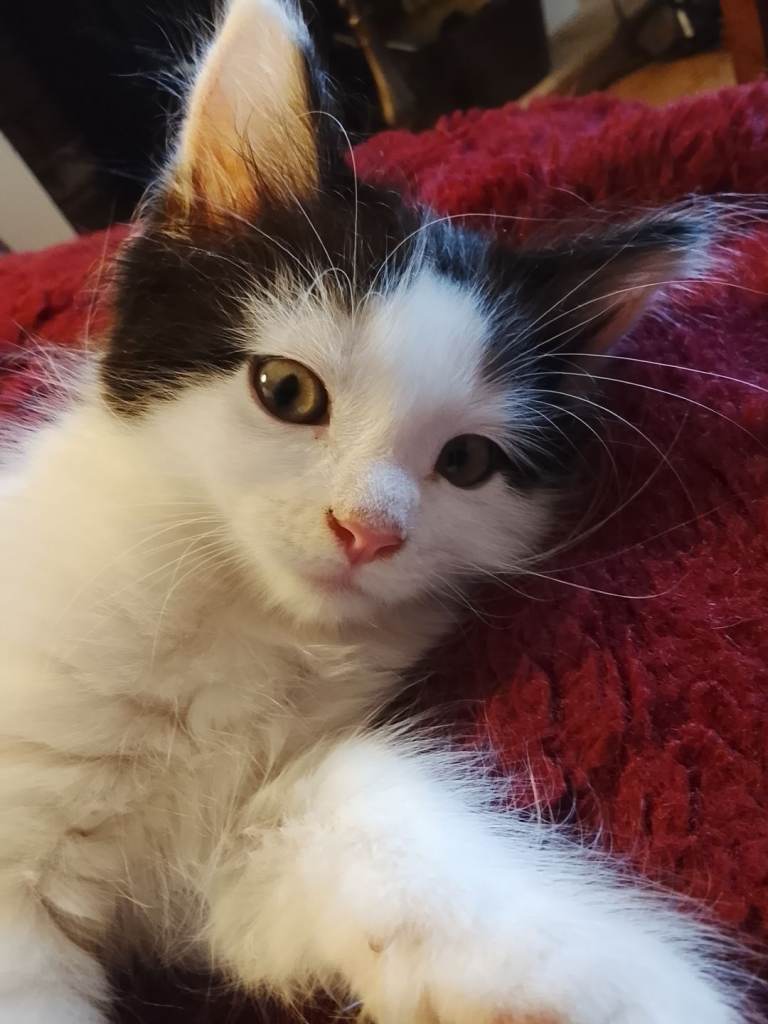 Beautiful Maine Coon kittens. 3 Calico F, 2 black & white M