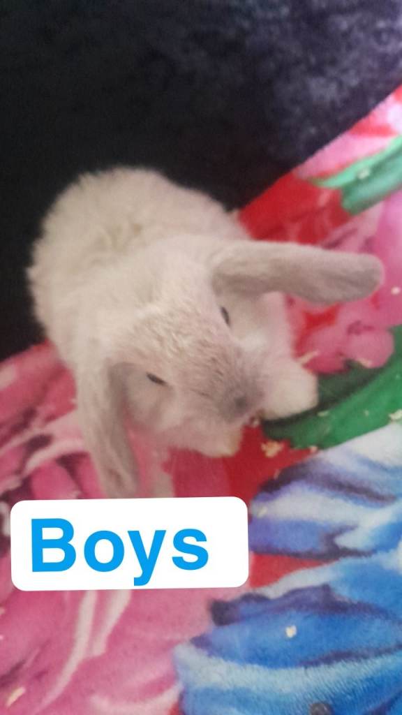 Females and males rabbits