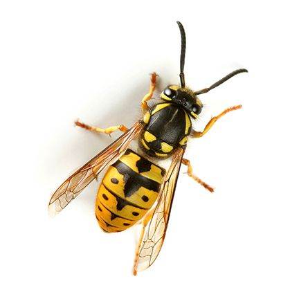 Pest Control Wasps Destroyed  £30  (Paisley, Renfrewshire)