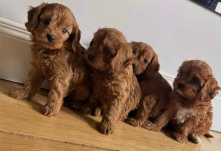 Red cavapoo puppies