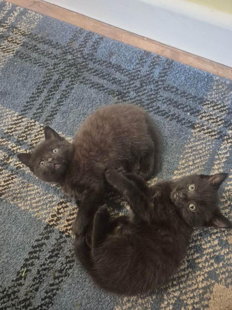 Kittens