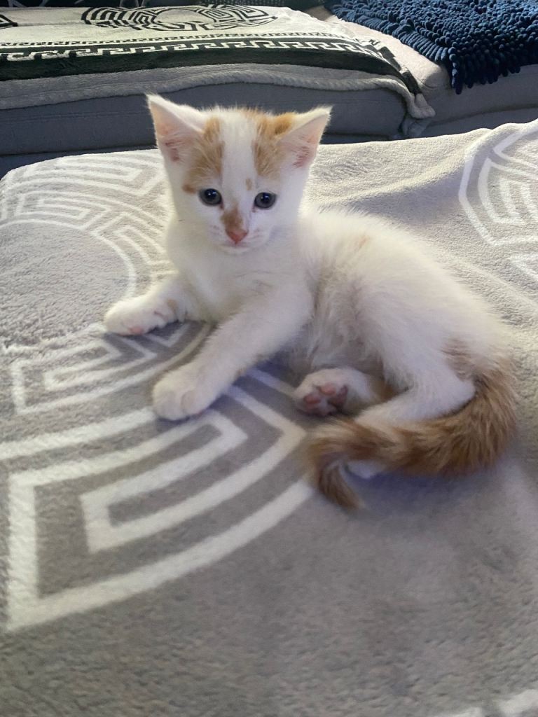 Little kitten 