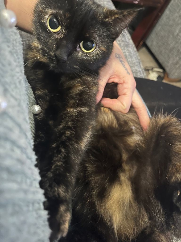 3 year old female tortoise shell cat 