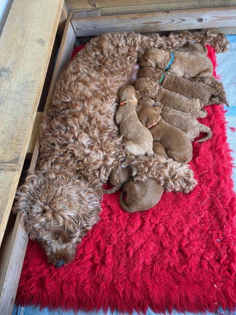 Cavapoo puppies 