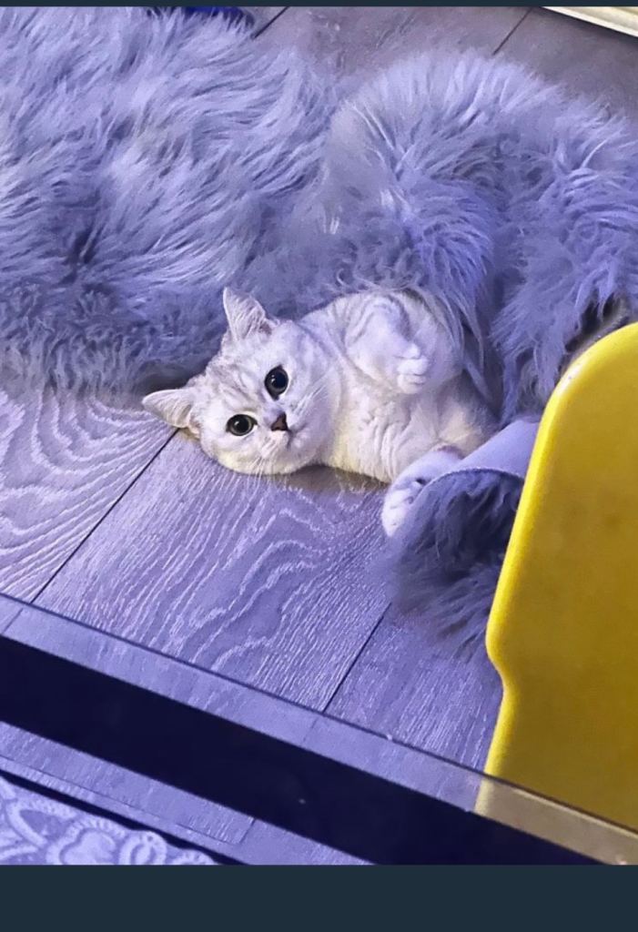 British shorthair 