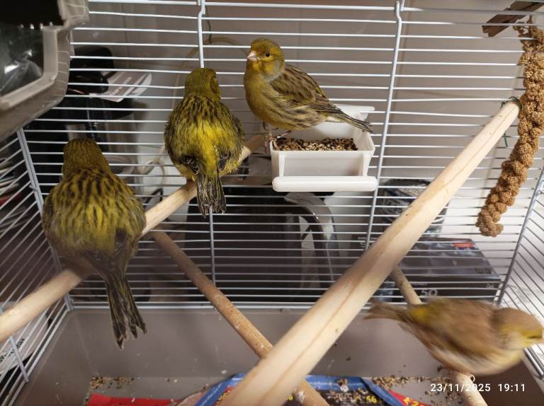 Available 4 x Bengalese Finches 7 x Budgie Birds and 7 x Canaries FIFE and 2 x BORDER